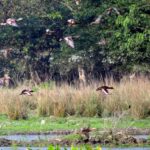 bird-sanctuary