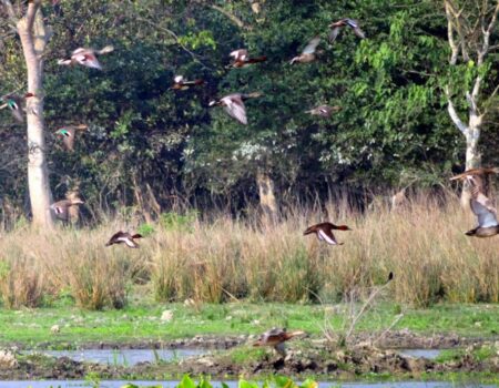bird-sanctuary