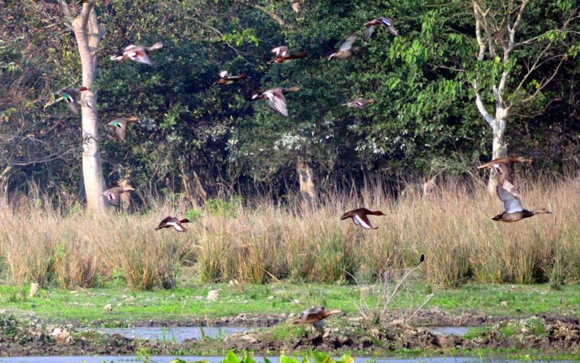 bird-sanctuary