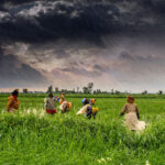 agriculture--wikimedia