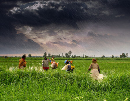agriculture--wikimedia