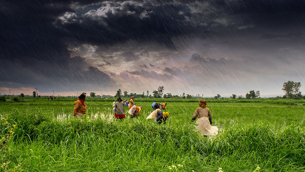 agriculture--wikimedia