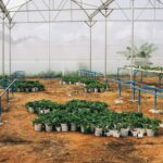 horticulture