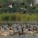 Migratory birds