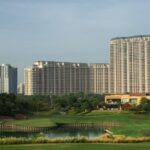 DLF Camellias