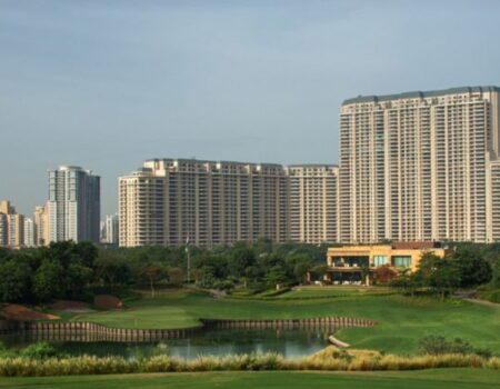 DLF Camellias