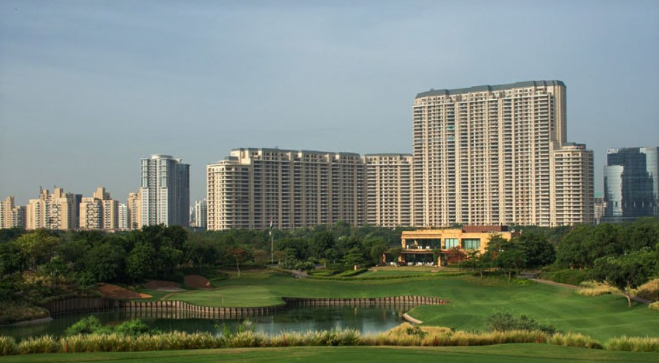 DLF Camellias