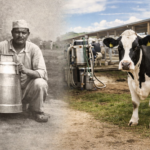 Milk