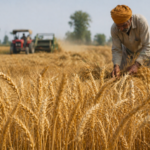 Wheat